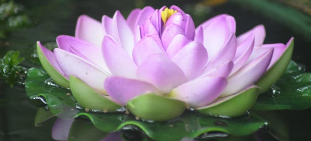 Spiritual Meaning of the Lotus Flower. - My Zen Temple