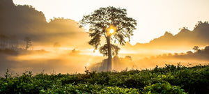 The Meaning behind the Tree Of Life - My Zen Temple