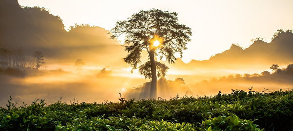 The Meaning behind the Tree Of Life - My Zen Temple