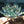 Lotus Flower Crystal  – Purity