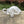 Tortoise Glass Decor - Wealth