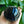 Black Obsidian Sphere - Grounding