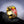 Golden Plated Feather Colorful Silver Ring -Rings My Zen Temple